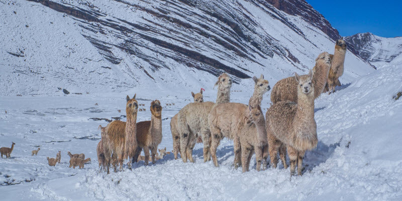 Alpacas in the snow in Peru