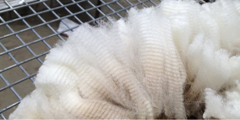 Australian premium quality alpaca fleece for doonas quilts