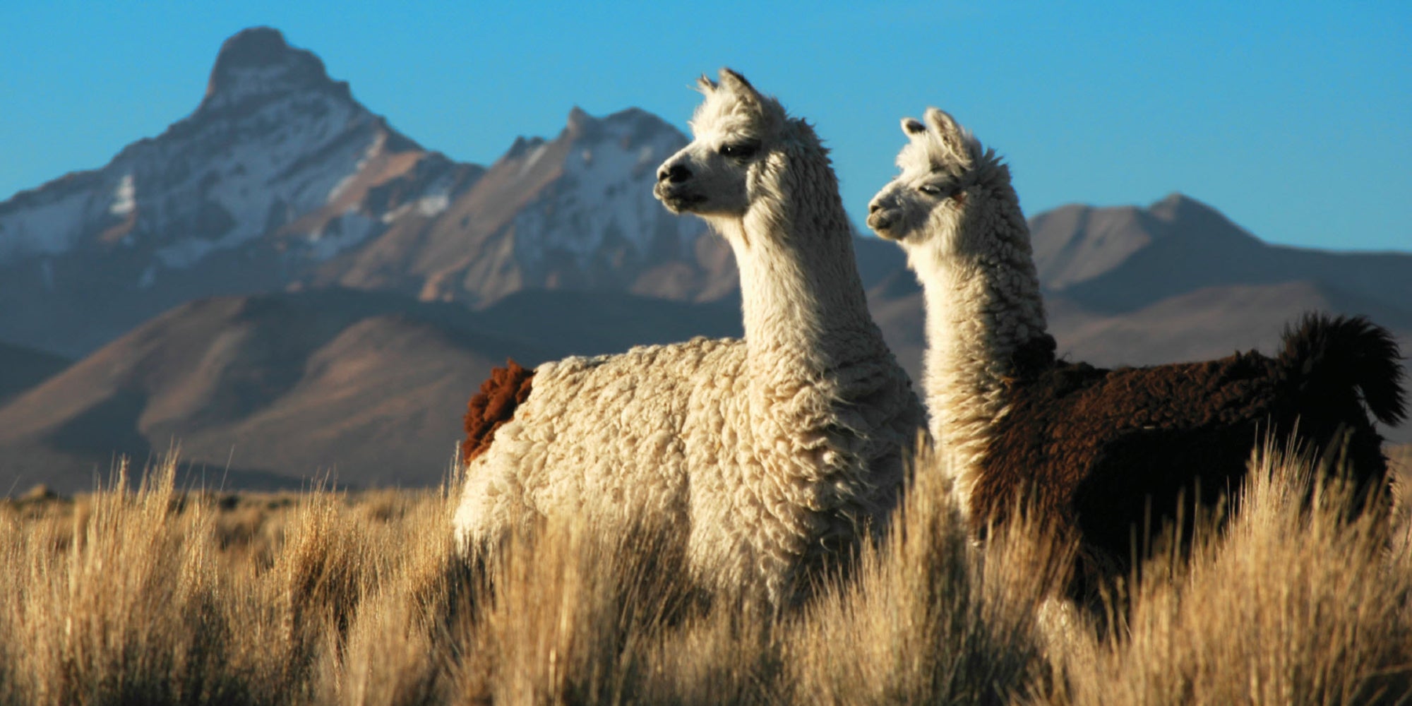 Alpacas on the Alto Plano in Peru
