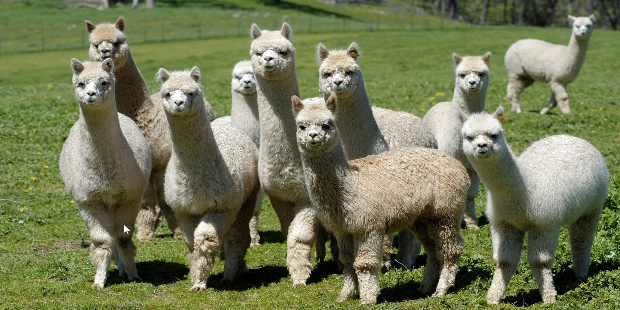 a group of alpacas in Australia