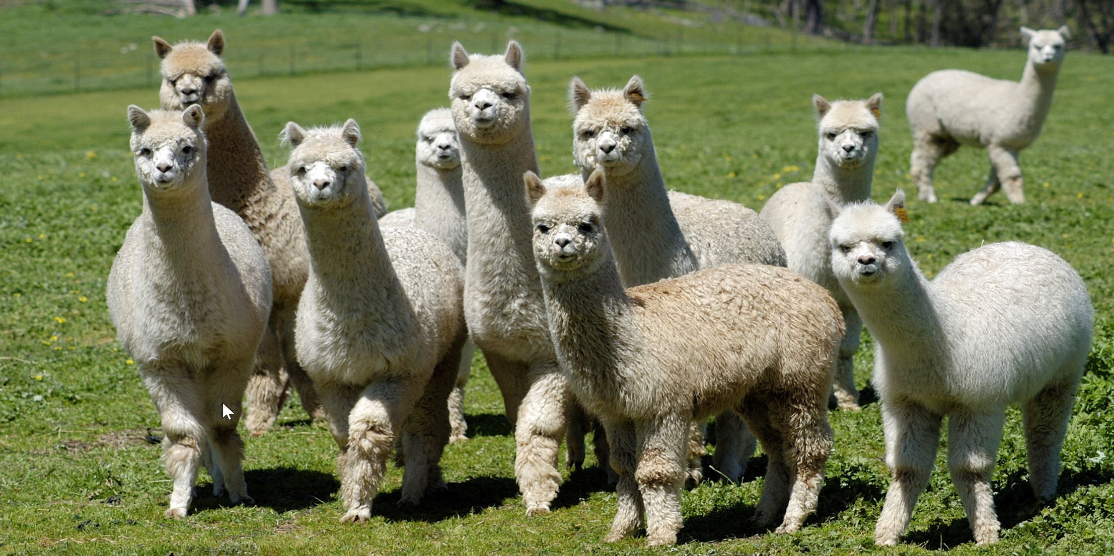 Alpacas_in_field_22_N21_2213x.jpg