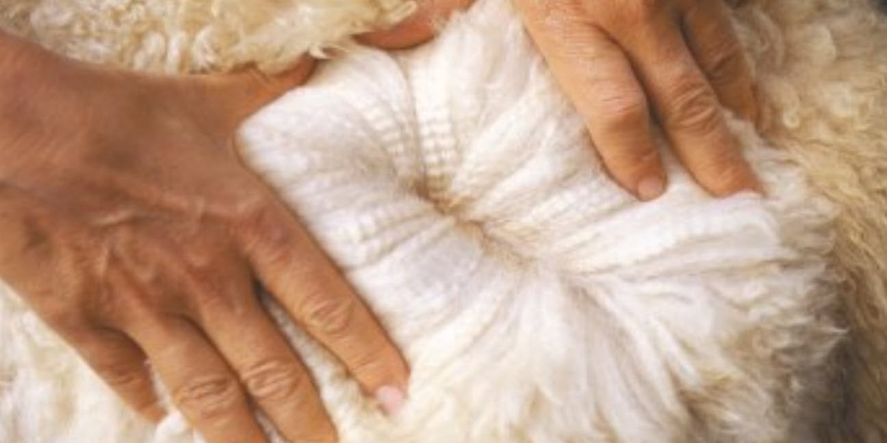 alpaca fiber is very soft for a doona duvet quilt