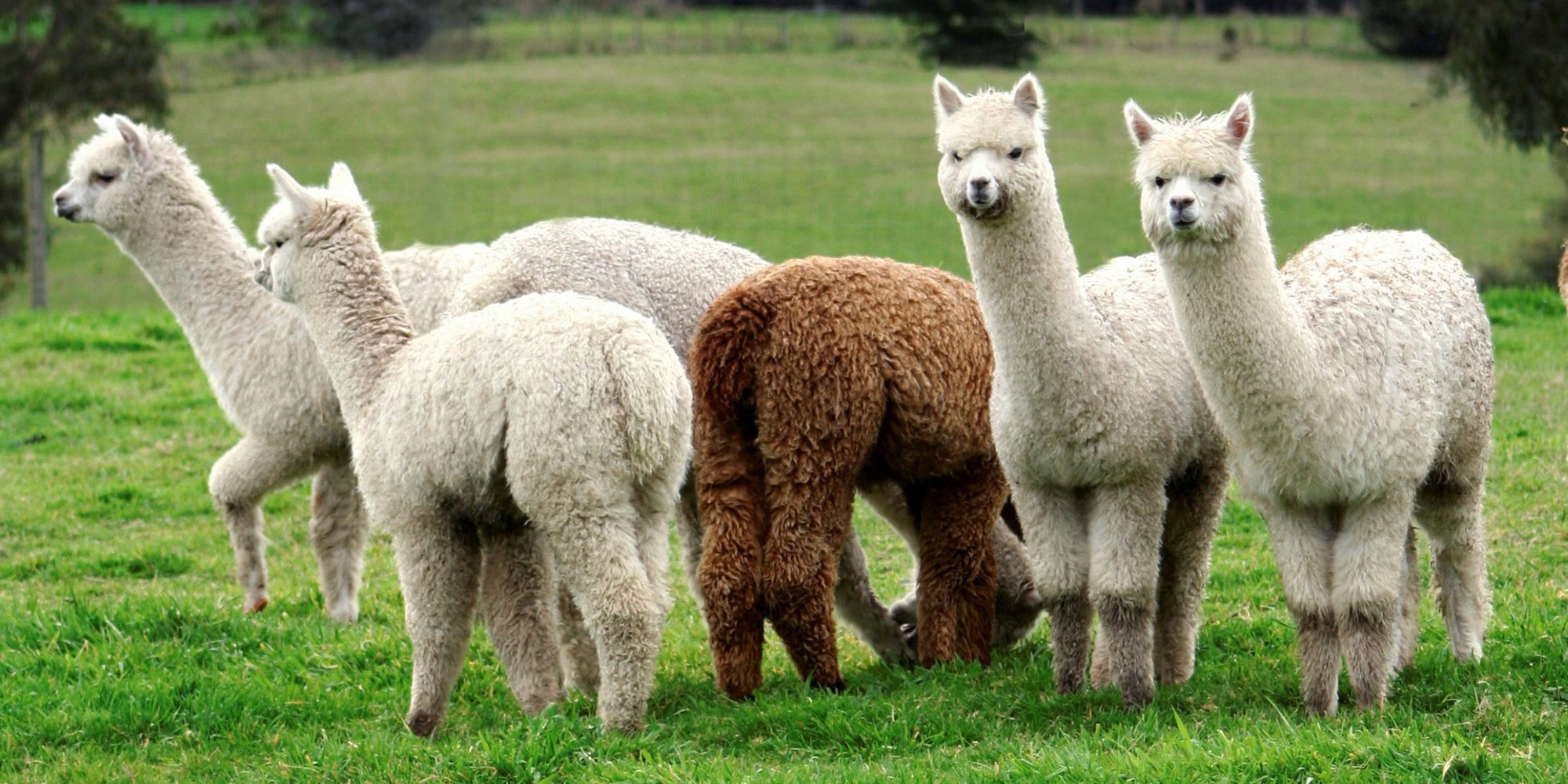 australian alpaca fibre is world class