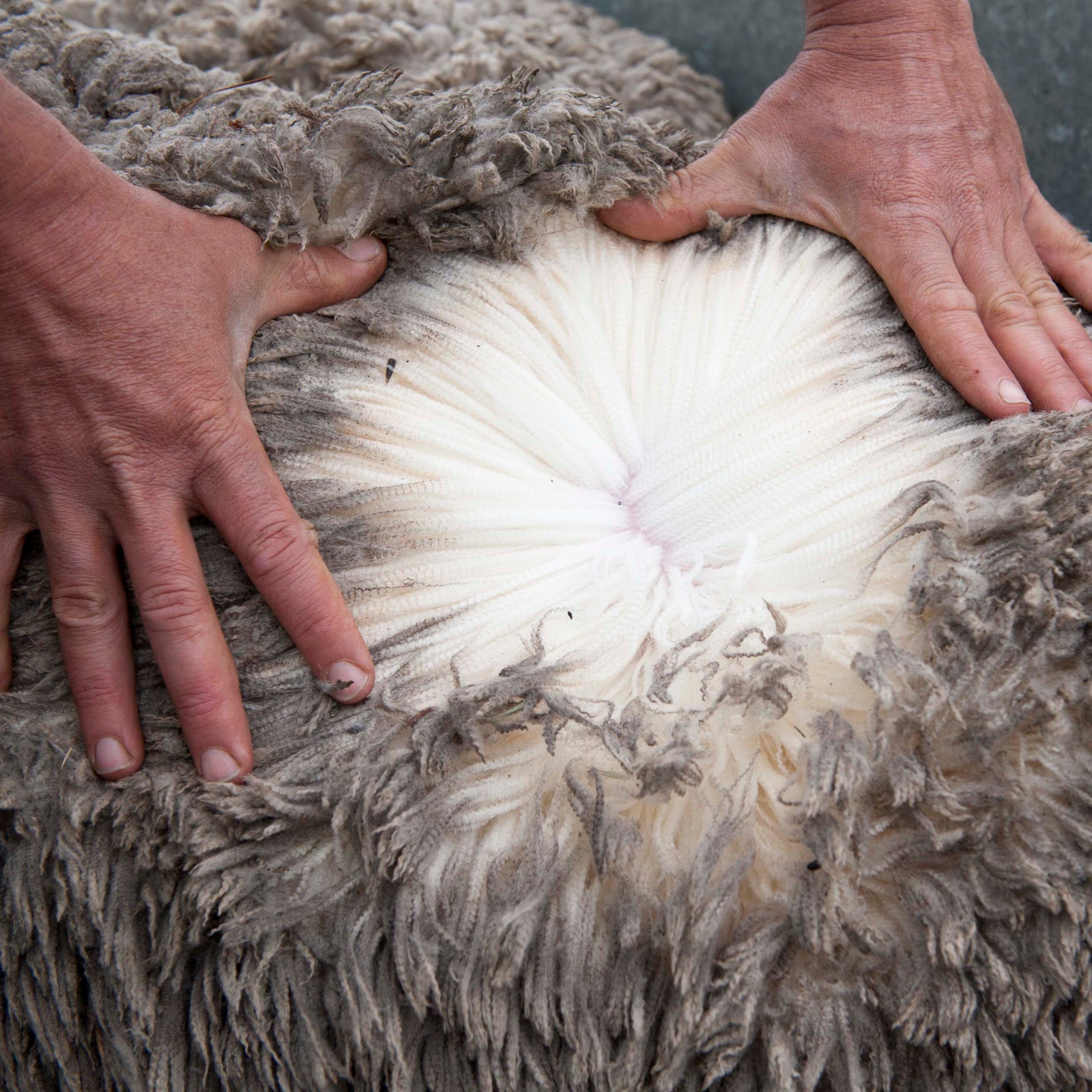 Below the merino sheep wool surface