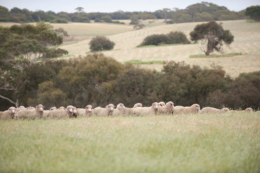 The world's finest merino, from a pristine island