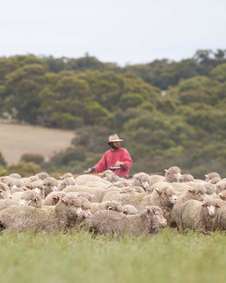 The world's finest merino, from a pristine island