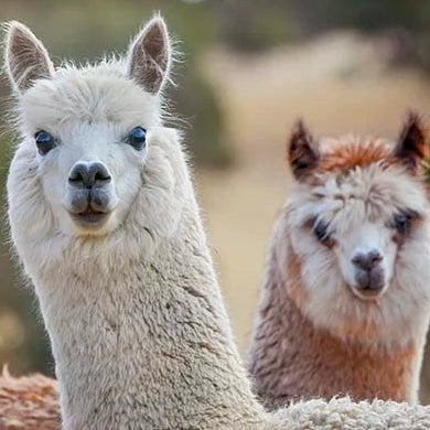 Alpaca Quilt - experience a doona that is breathable and luxuriously soft, that's lightweight and beautifully warm, and hypoallergenic  