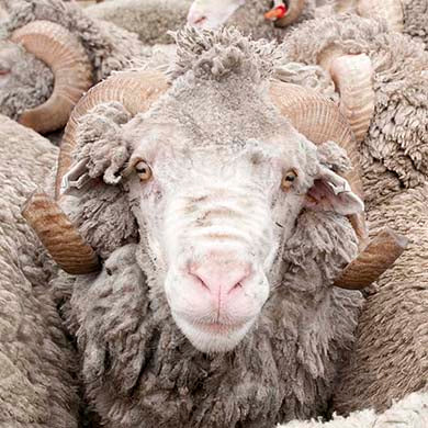 Merino Wool Quilt - experience a doona that is breathable, luxuriously soft,  beautifully warm