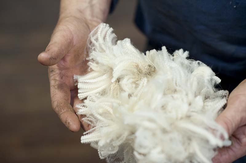 Merino wool in farmer's hand