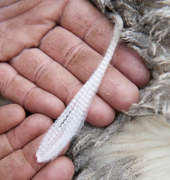 Merino wool in farmer's hand