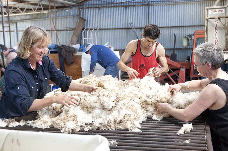 Sorting merino wool in shed