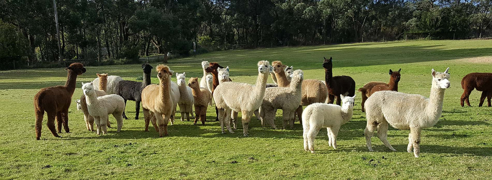 alpacas in a field in Australia