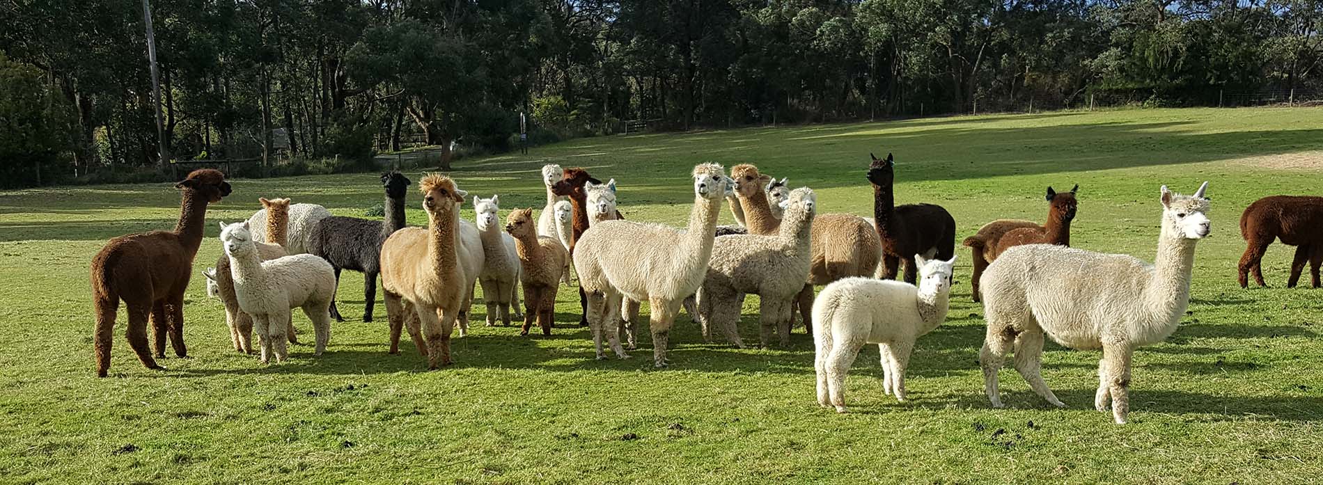 alpacas in a field in Australia
